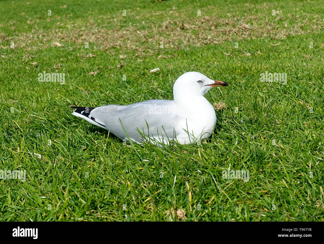 Seagull resting on lawned area at Lorne Beach, Australia Stock Photo