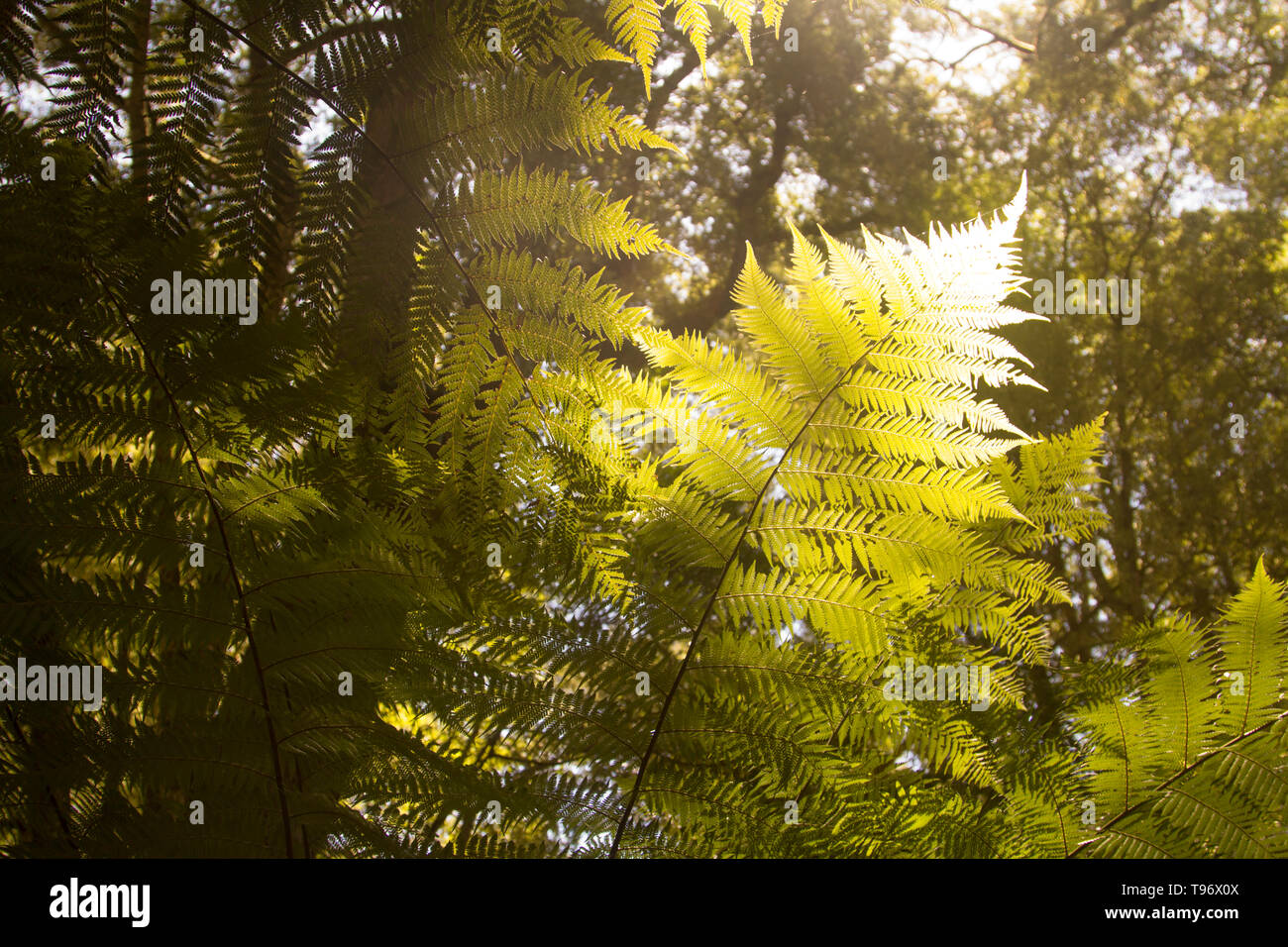 Beautiful ferns in the back light in the jungle. Stock Photo