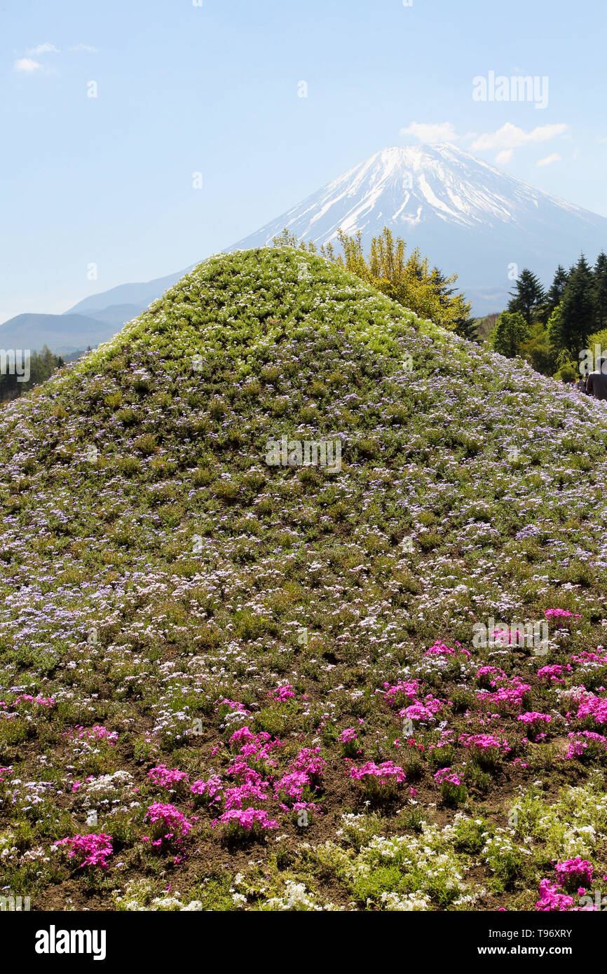 Fugi shbazakura Festival & Mt. Fuji, Japan Stock Photo