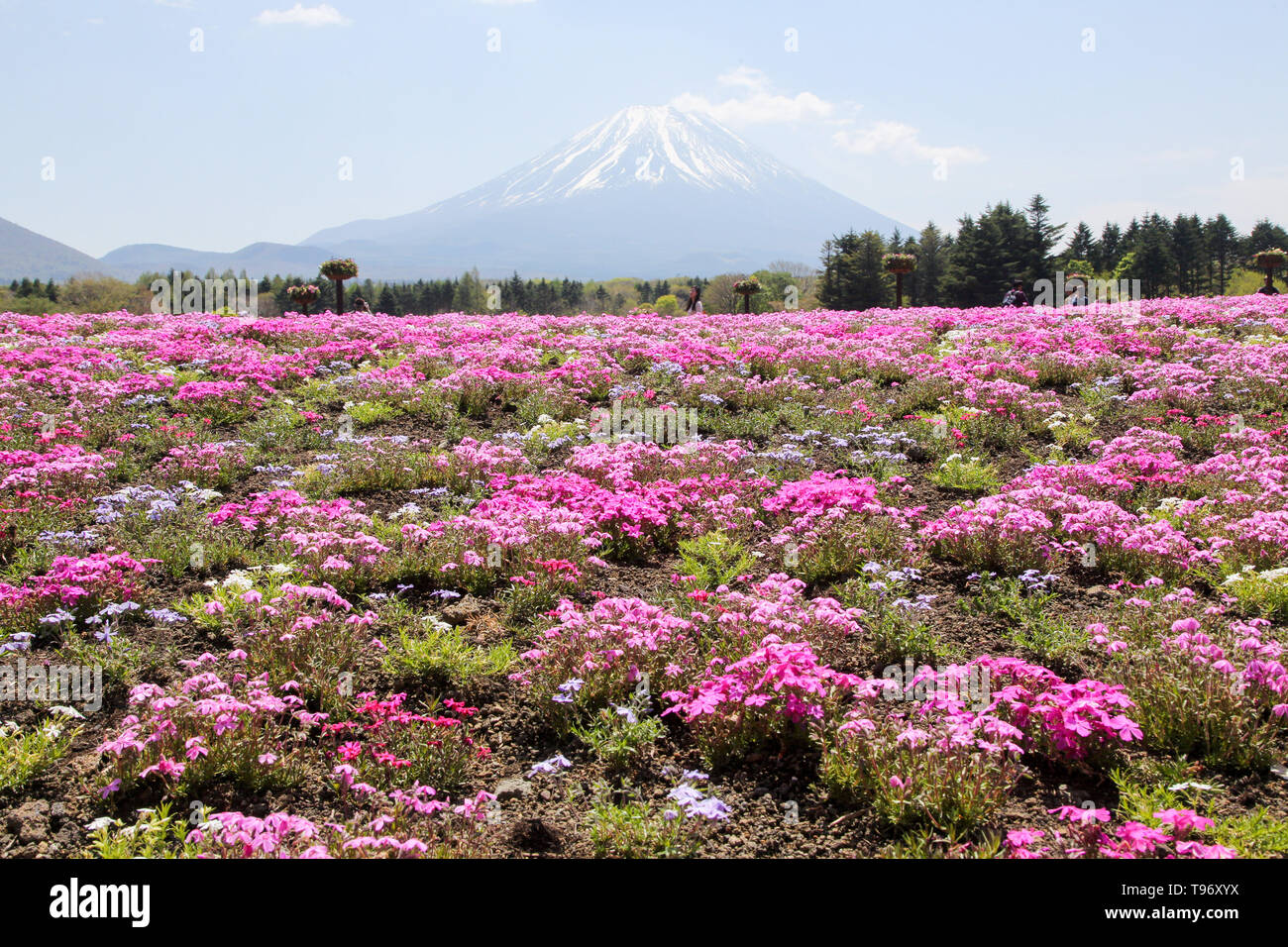 Fugi shbazakura Festival & Mt. Fuji, Japan Stock Photo