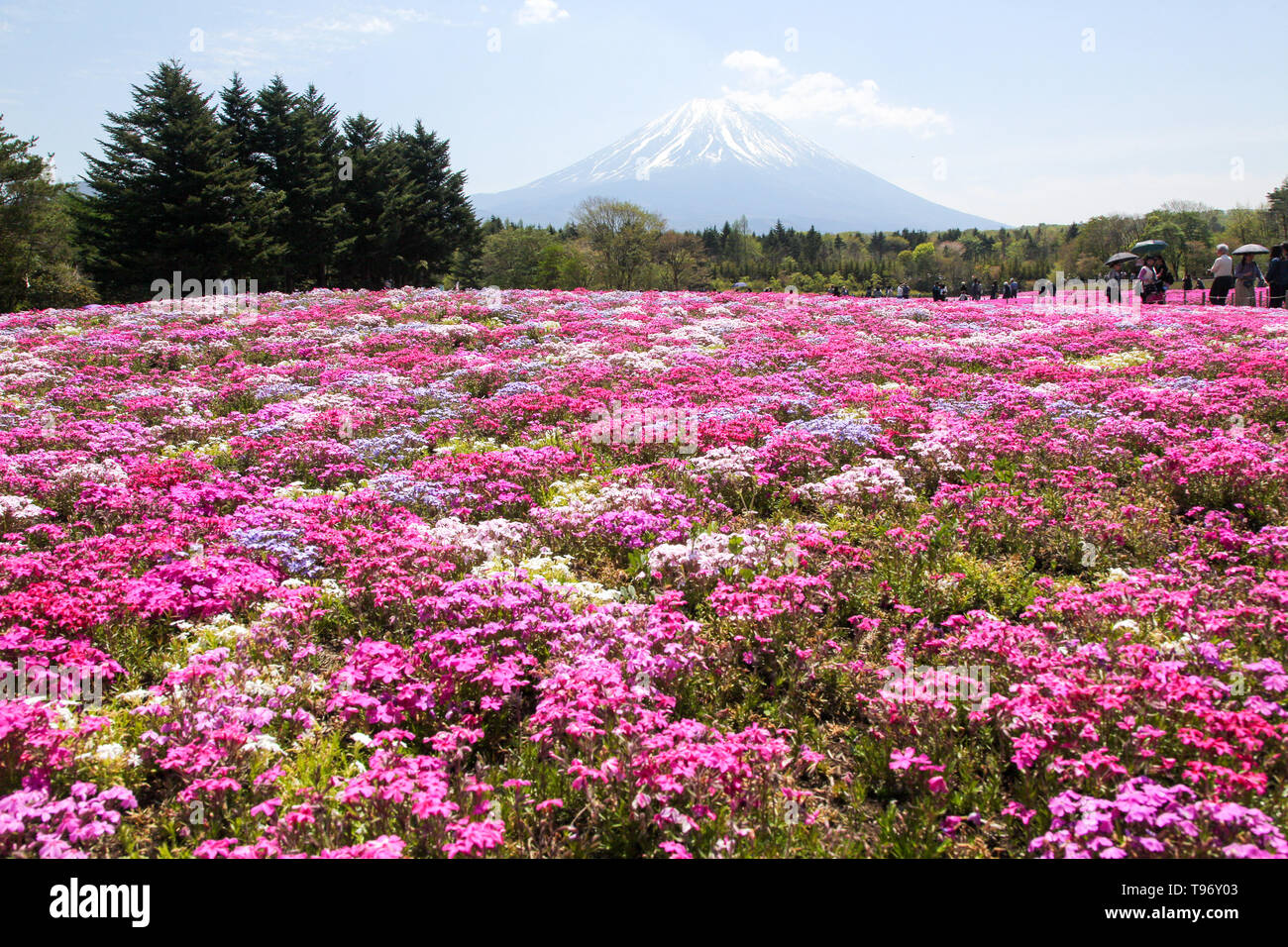 Fugi shbazakura Festival & Mt. Fuji, Japan Stock Photo