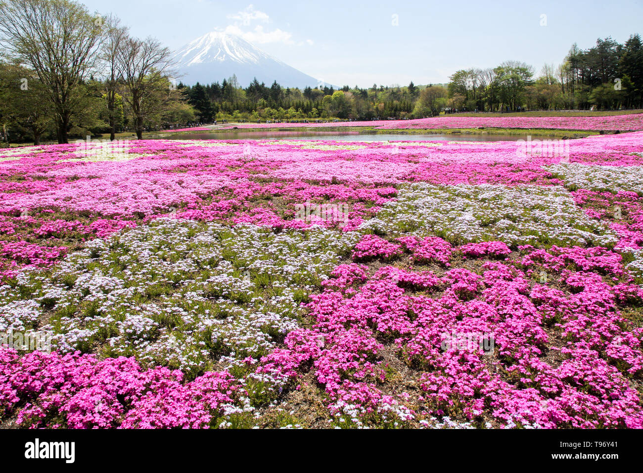 Fugi shbazakura Festival & Mt. Fuji, Japan Stock Photo