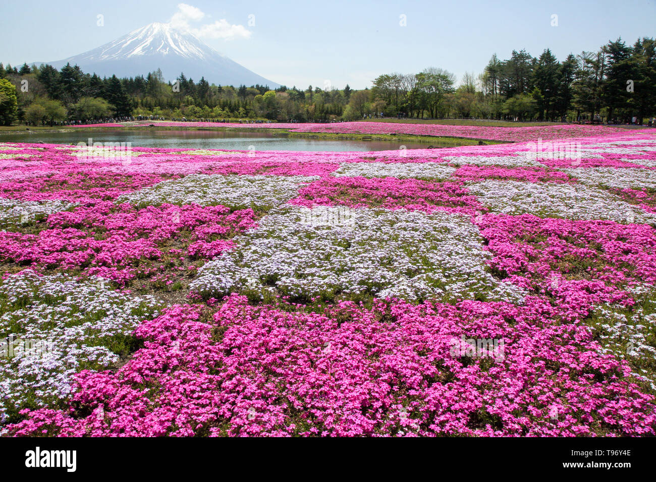 Fugi shbazakura Festival & Mt. Fuji, Japan Stock Photo