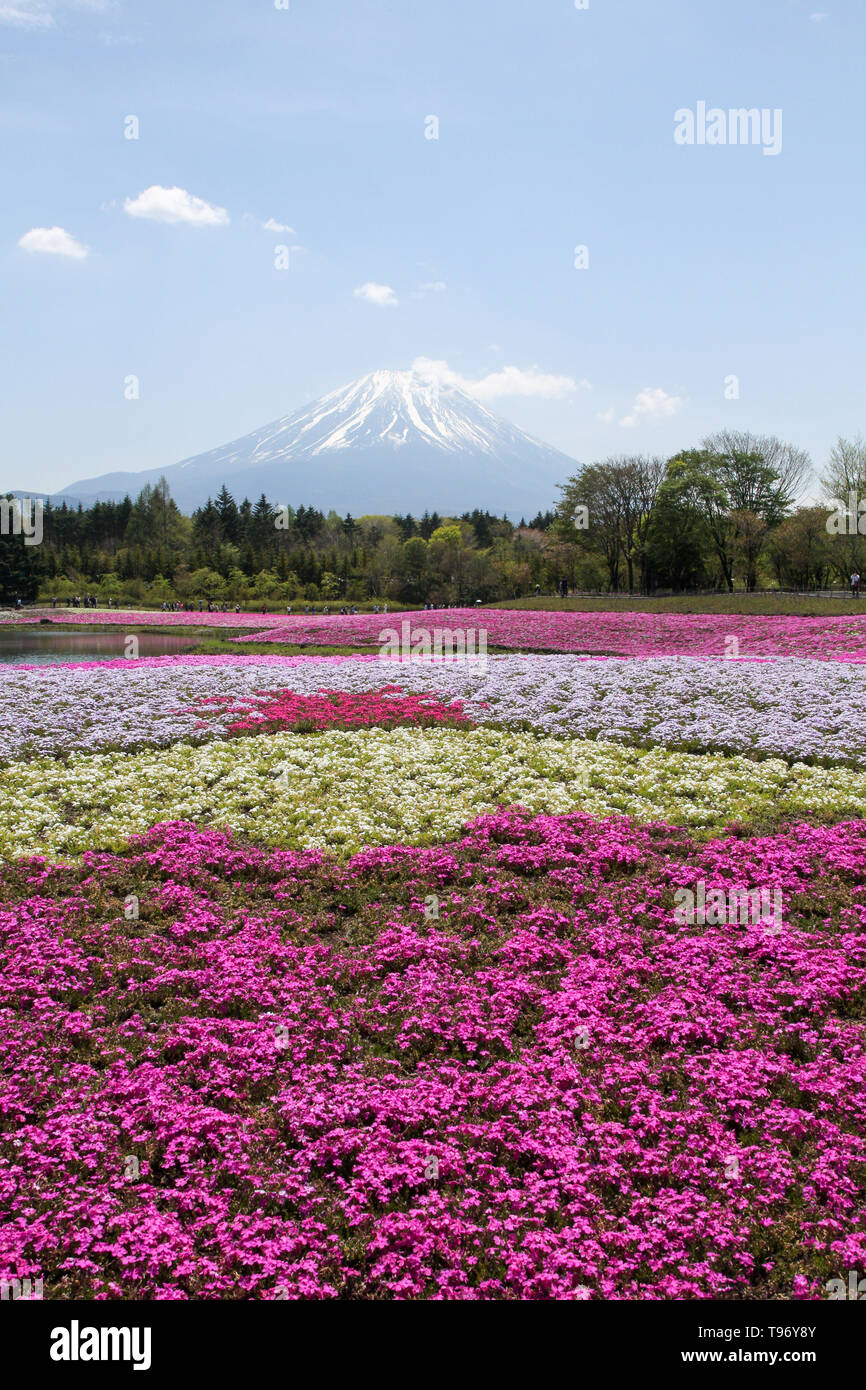 Fugi shbazakura Festival & Mt. Fuji, Japan Stock Photo