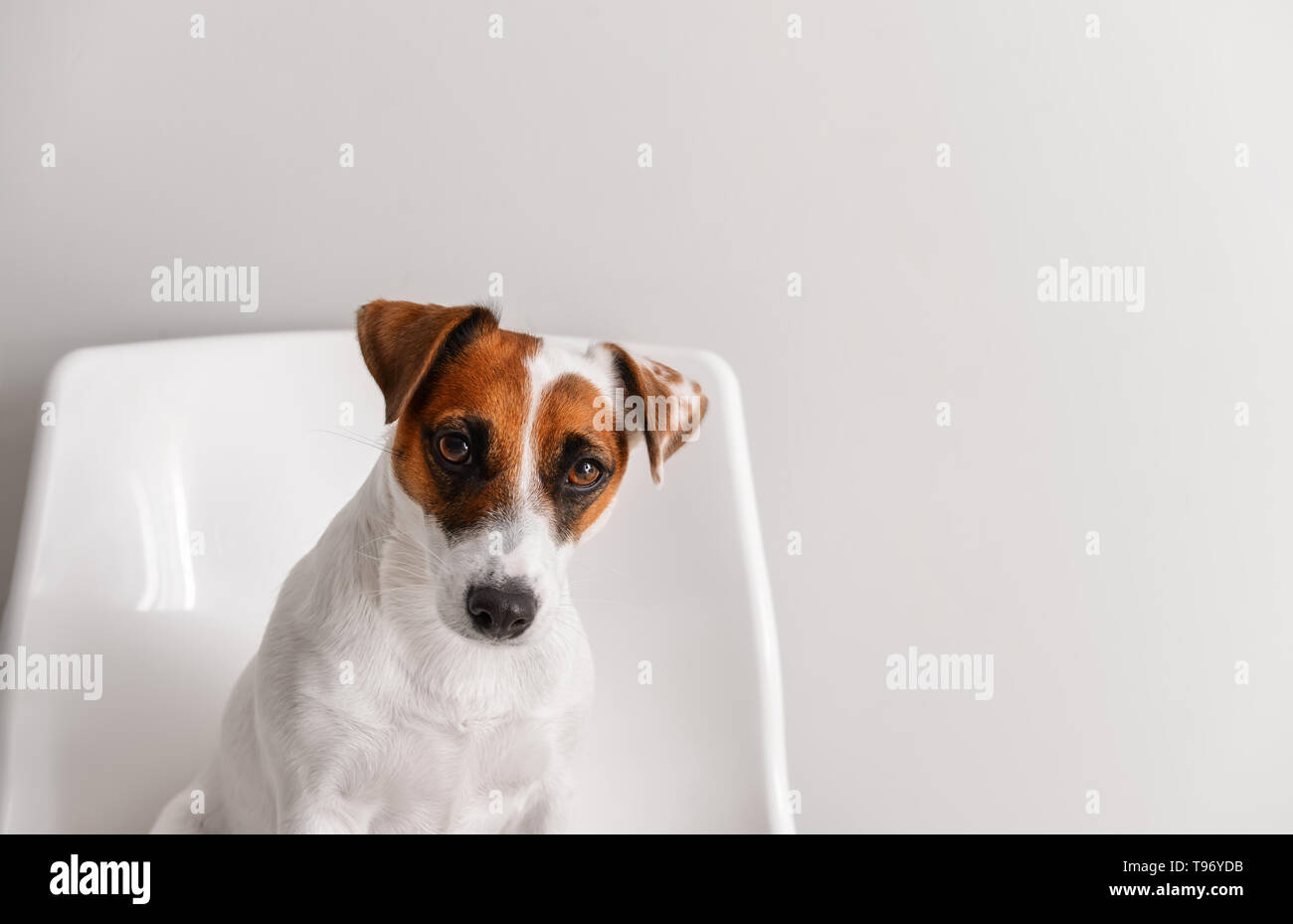 Cute funny dog sitting on chair against white wall Stock Photo - Alamy