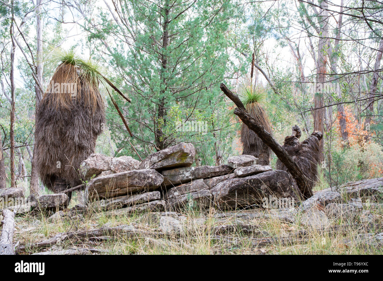 Australian Temperate Forest scene with ancient Grass Trees growing among cracked rocks. Northern