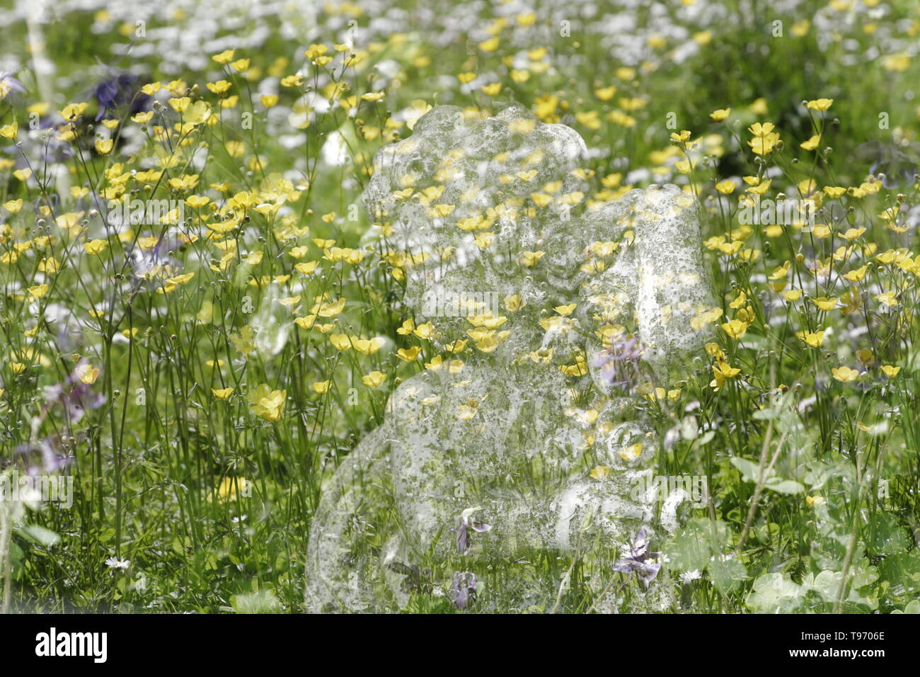 buttercups and daisies with dionysus in a double exposure Stock Photo