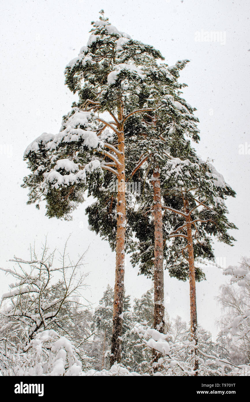 Three snowy pine trees hi-res stock photography and images - Alamy