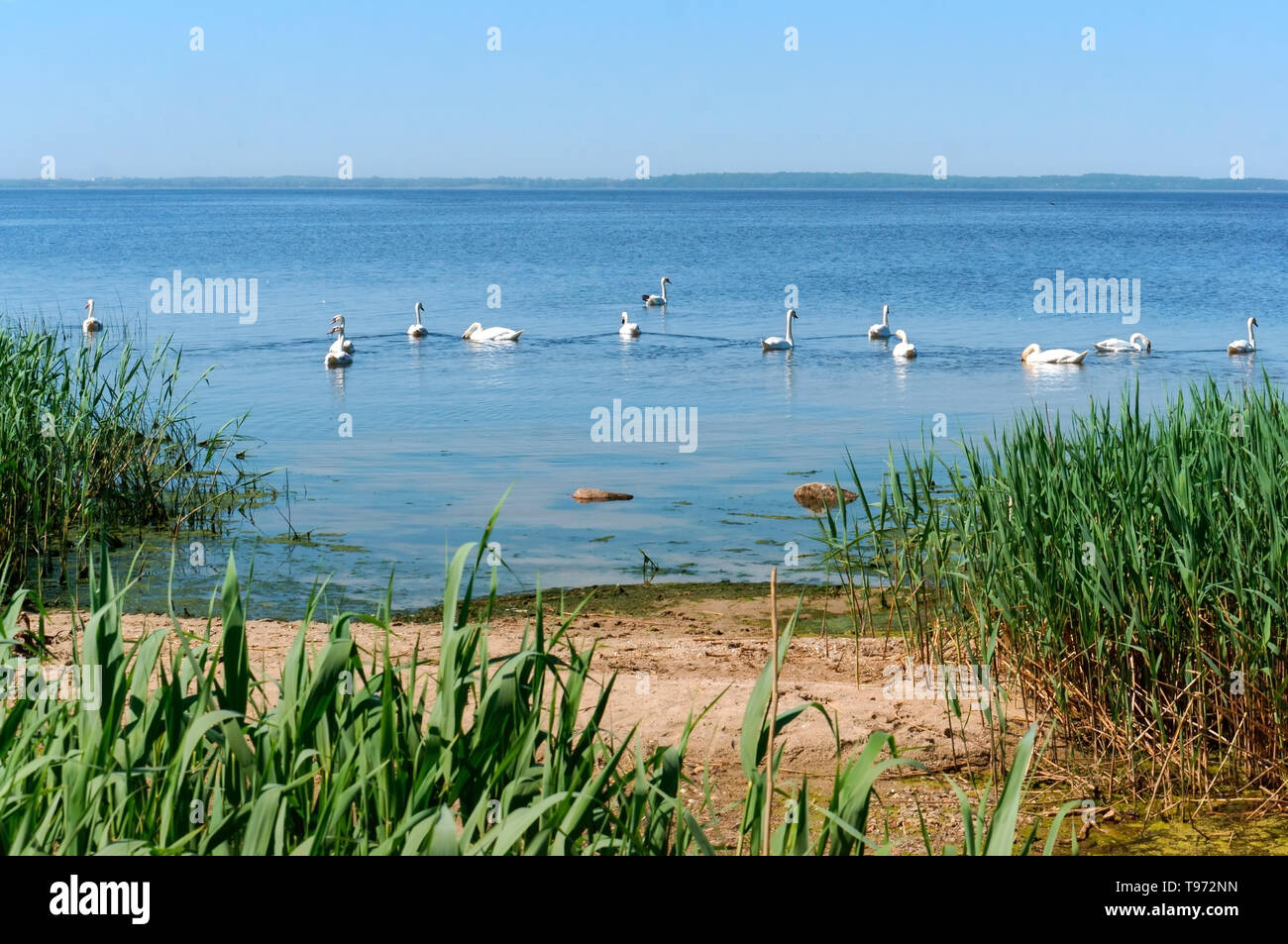 swans on the lake in summer, a flock of waterfowl Stock Photo - Alamy