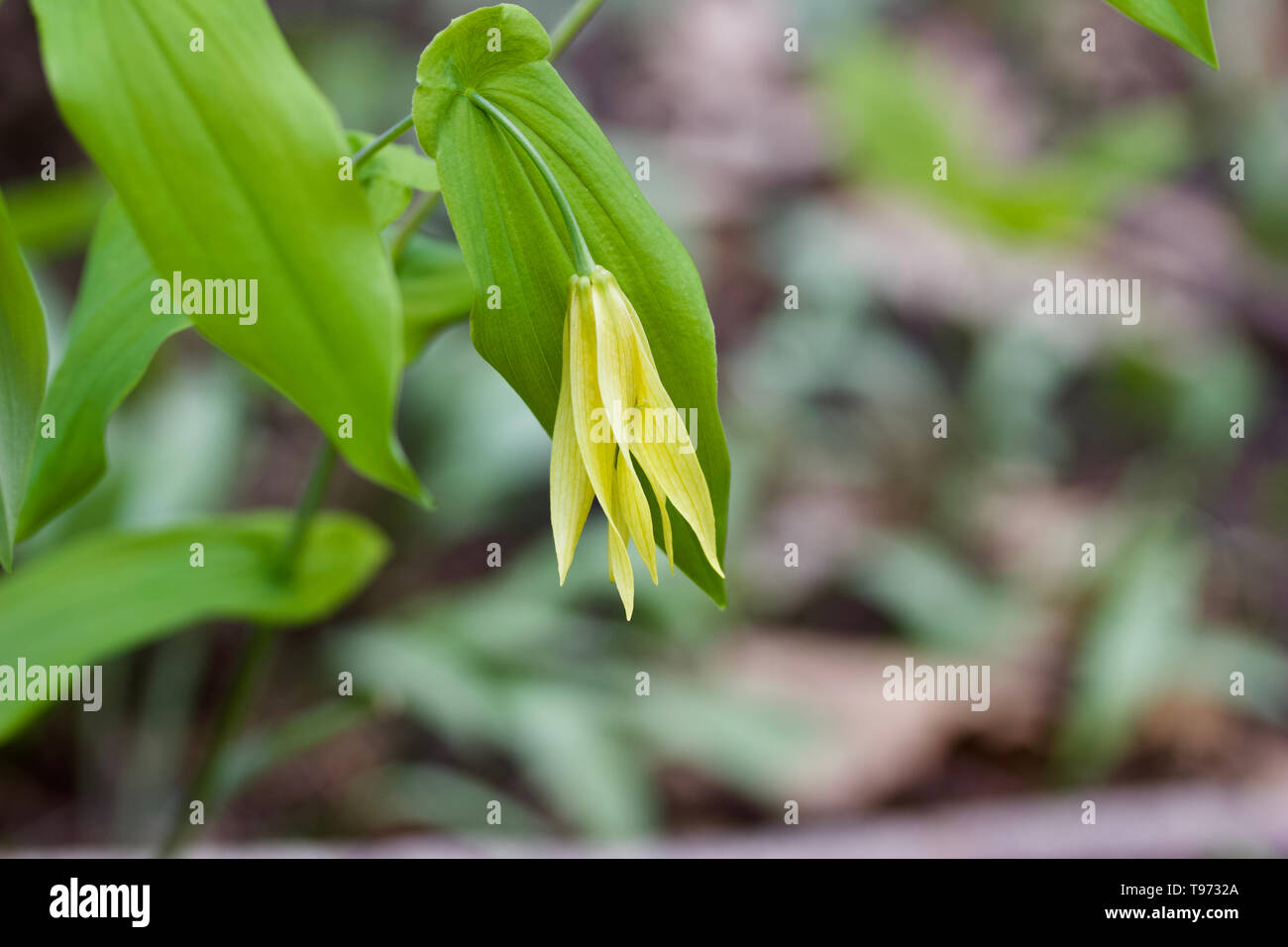Macro view of a delicate yellow large-flowered bellwort wildflower blooming in its native woodland environment Stock Photo