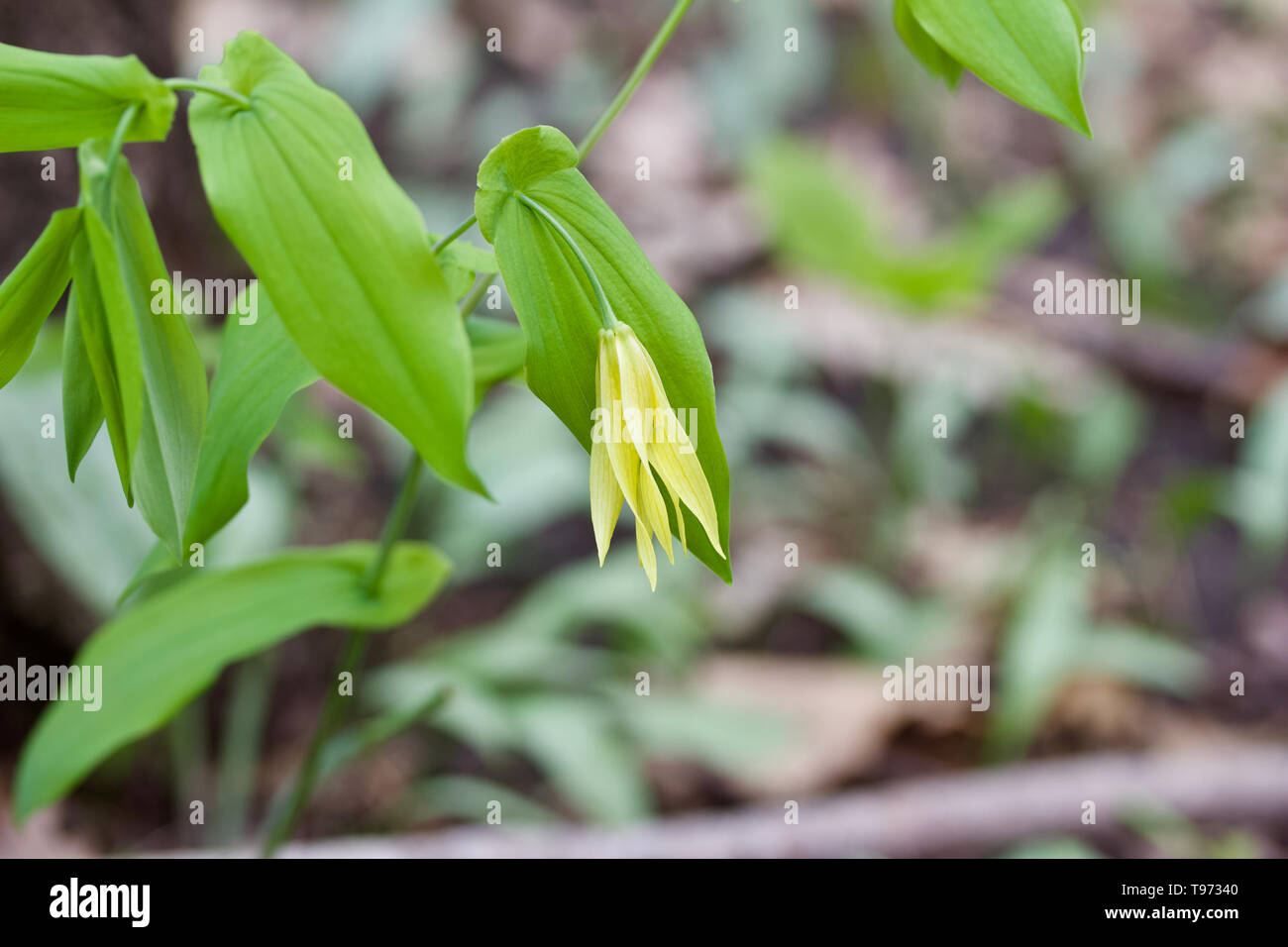 Macro view of a delicate yellow large-flowered bellwort wildflower blooming in its native woodland environment Stock Photo