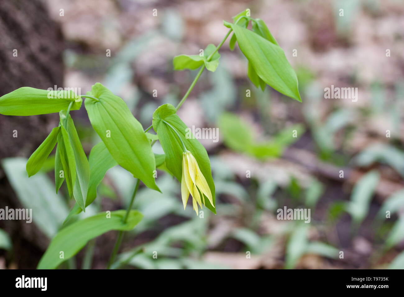 Macro view of a delicate yellow large-flowered bellwort wildflower blooming in its native woodland environment Stock Photo