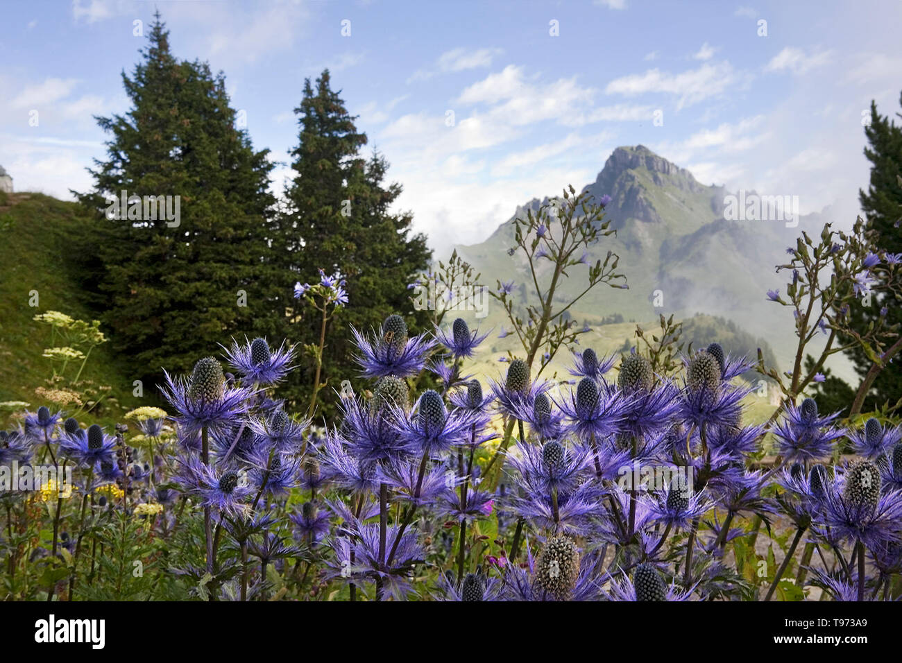 Botanischer Alpengarten, Schynige Platte, with the peak of the Loucherhorn in the distance and a mass of wild flowers in the foreground, Switzerland Stock Photo