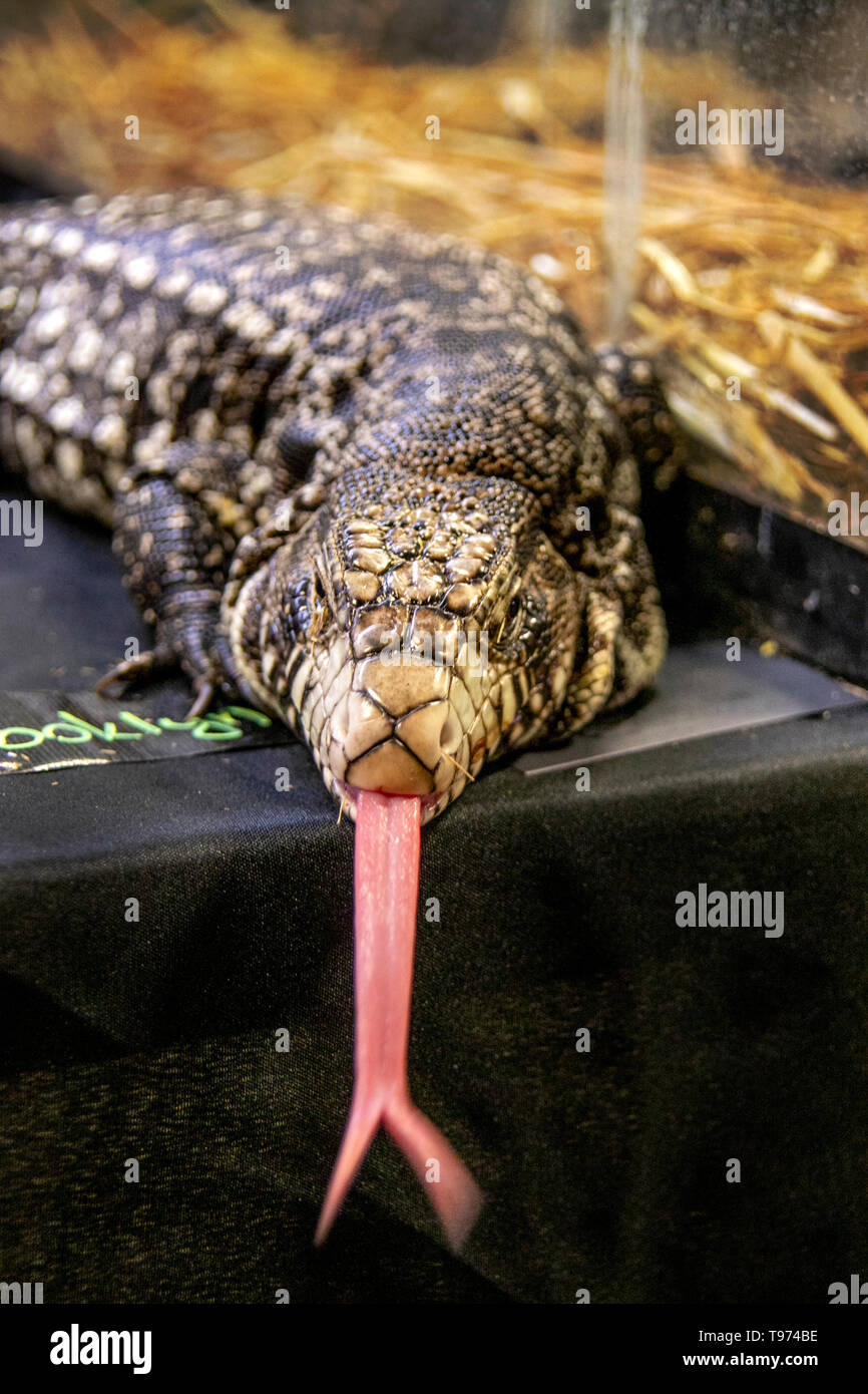 A red tegu lizard hi-res stock photography and images - Alamy