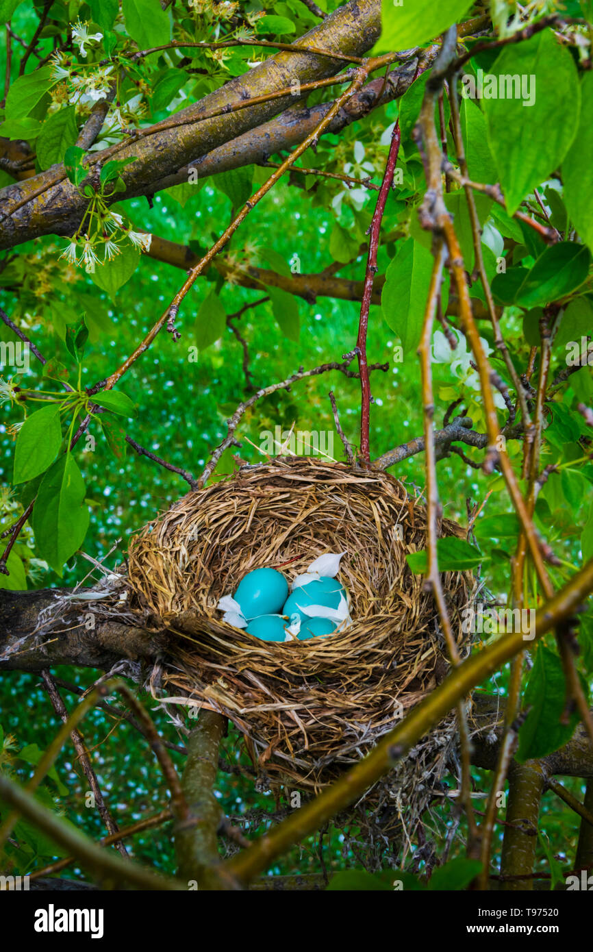 American robin nest (Turdus migratorius) with blue eggs in Spring Snow flowering Crabapple tree. White blossoms fell in the nest. Castle Rock Colorado US. Stock Photo