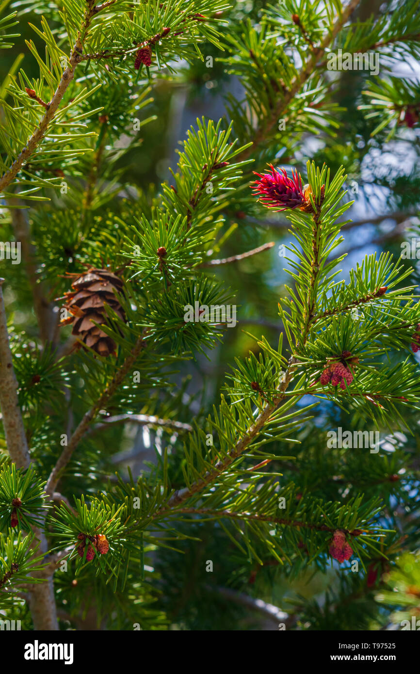 Douglas Fir tree (Pseudotsuga menziesii) in close up showing mature pine cone & very young cones (yellow) & new growth (red), Castle Rock Colorado US. Stock Photo