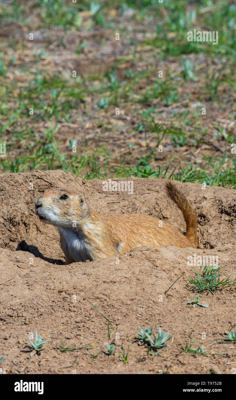Black-tailed Prairie Dog (Cynomys ludovicianus) in the protection of its burrow making warning calls of danger, Castle Rock Colorado US. Stock Photo