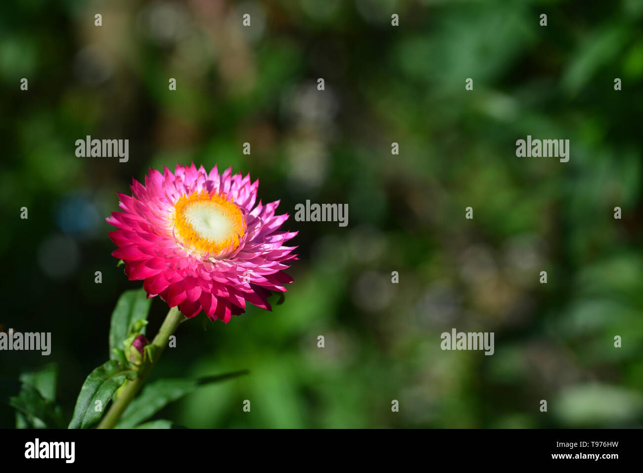 straw flower or everlasting or paper daisy flower and copy space for