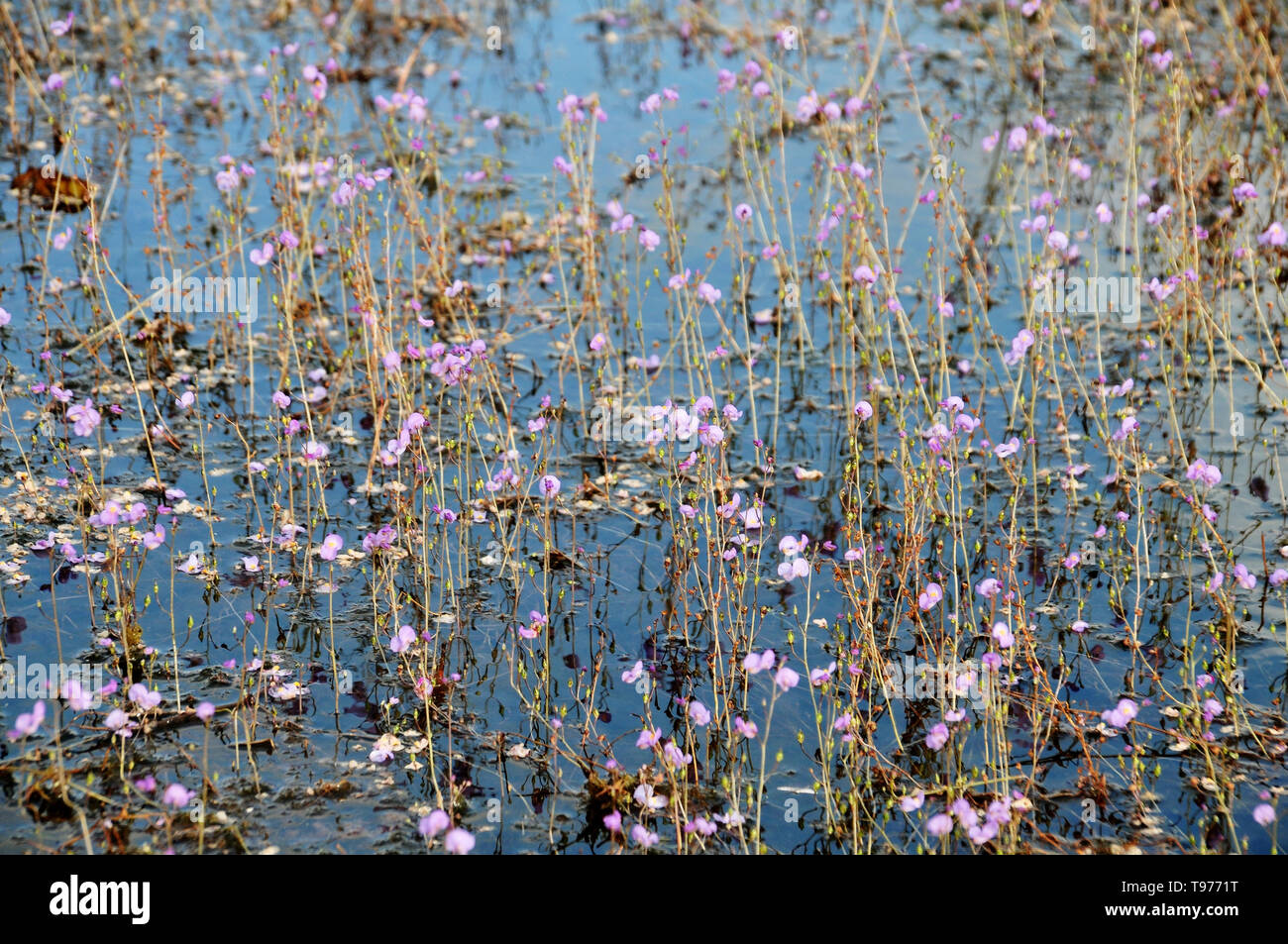 golden bladderwort or Utricularia aurea at Lake Thale Noi Waterfowl Reserve, Khuan Khanun, Thailand Stock Photo