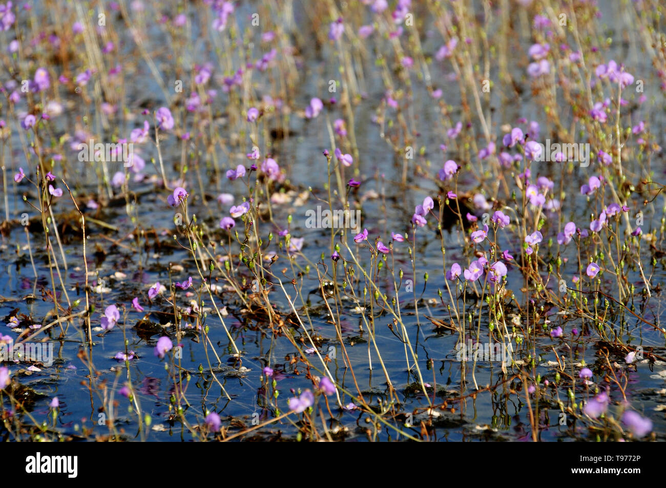 golden bladderwort or Utricularia aurea at Lake Thale Noi Waterfowl Reserve, Khuan Khanun, Thailand Stock Photo