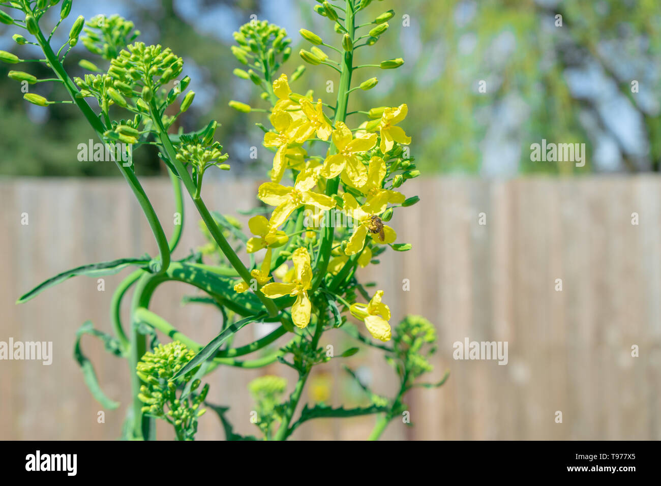 Kale biennial plant bolting (i.e. going to seed) in the spring. Image shows a bee pollinating the yellow kale flowers in a home garden. Stock Photo
