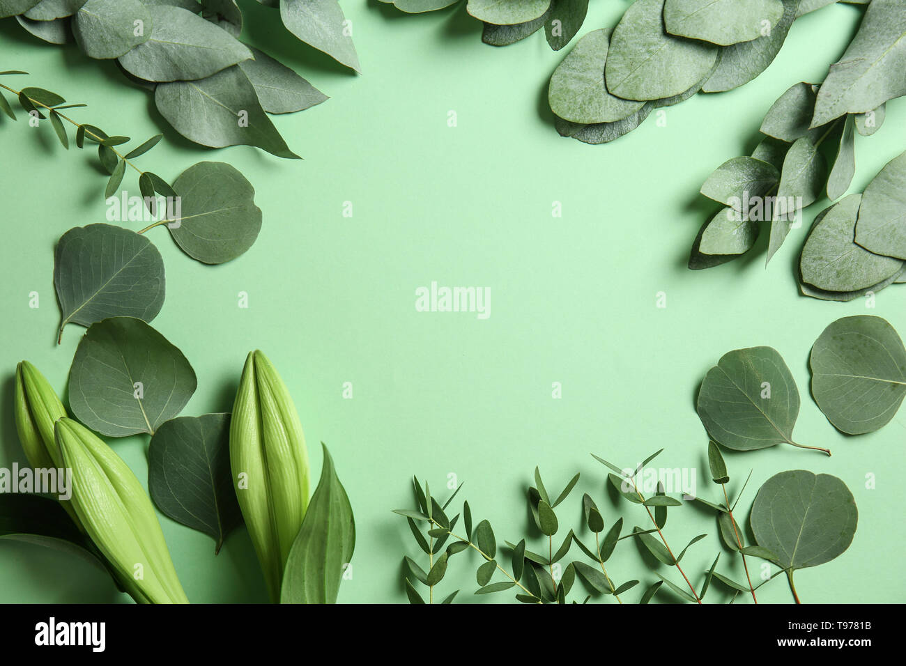 Eucalyptus leaves branches frame hi-res stock photography and images ...