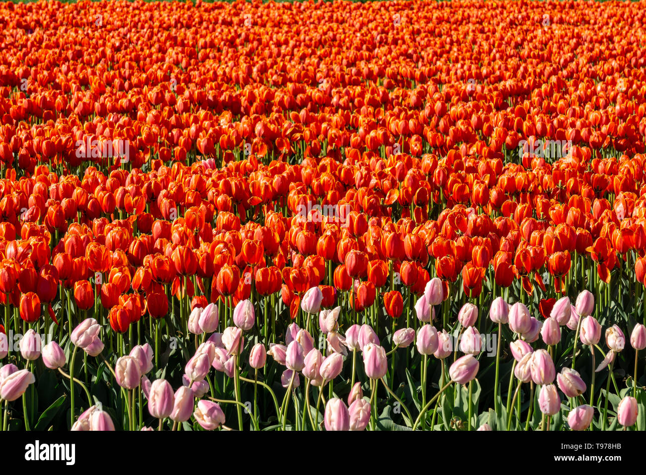 big field of tulips on flower festival in british columbia canada. Stock Photo