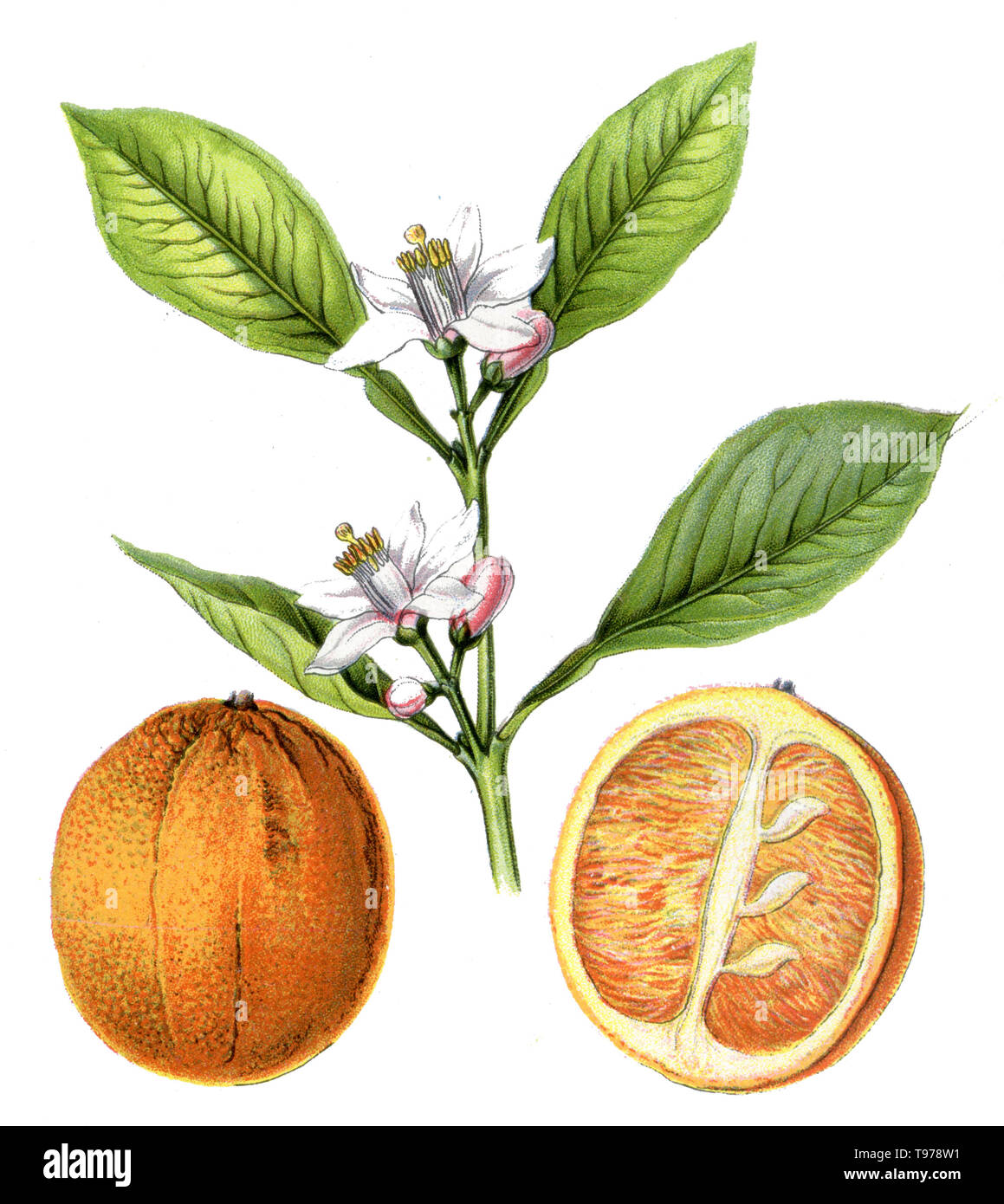 Bitter orange or bitter orange , (botany book, 1909 Stock Photo Alamy