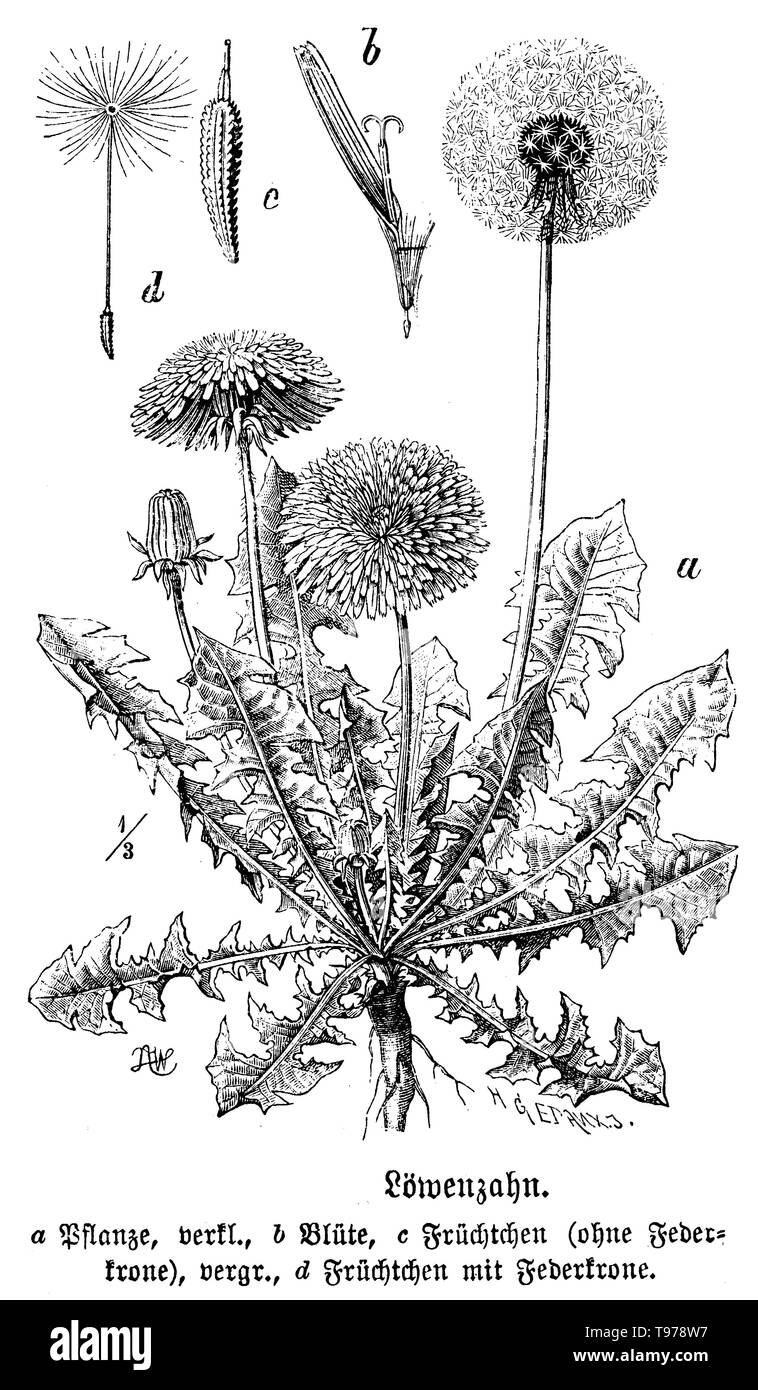 dandelion, Taraxacum officinale, H. Gedan, Zeichner: A.W. (biology book, 1898) Stock Photo