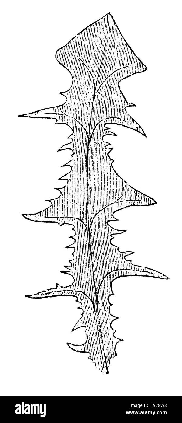 dandelion: leaf, Taraxacum officinale, anonym (botany book, 1880) Stock Photo