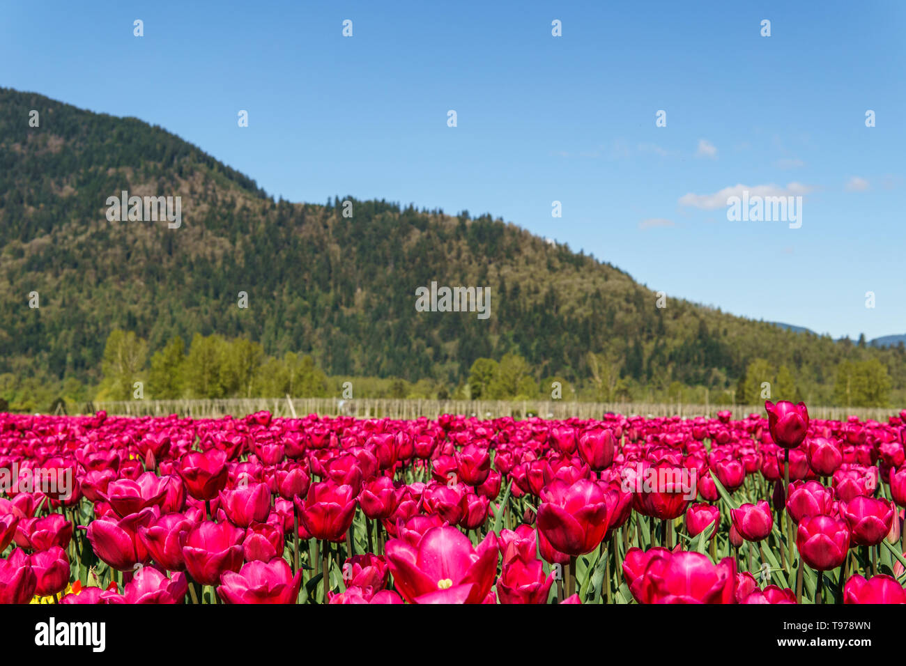 big field of tulips on flower festival in british columbia canada. Stock Photo