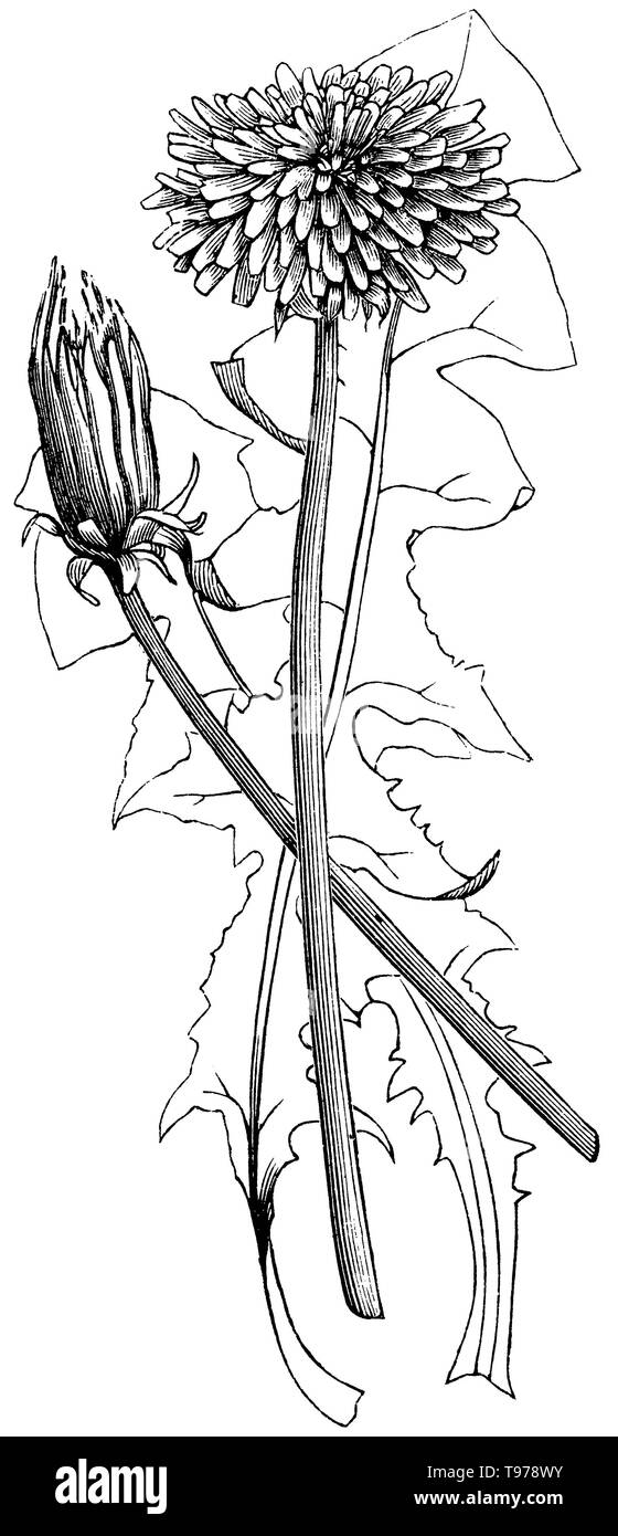 dandelion, Taraxacum officinale, anonym (botany book, 1875) Stock Photo