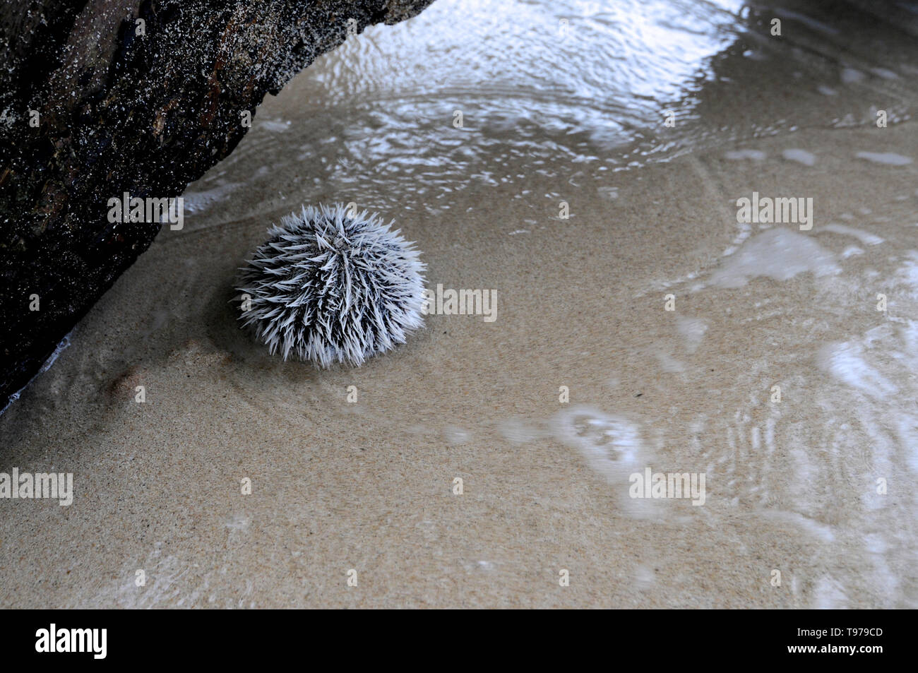 Port Antonio, Portland, Jamaica 17th June 2017 Picture of a