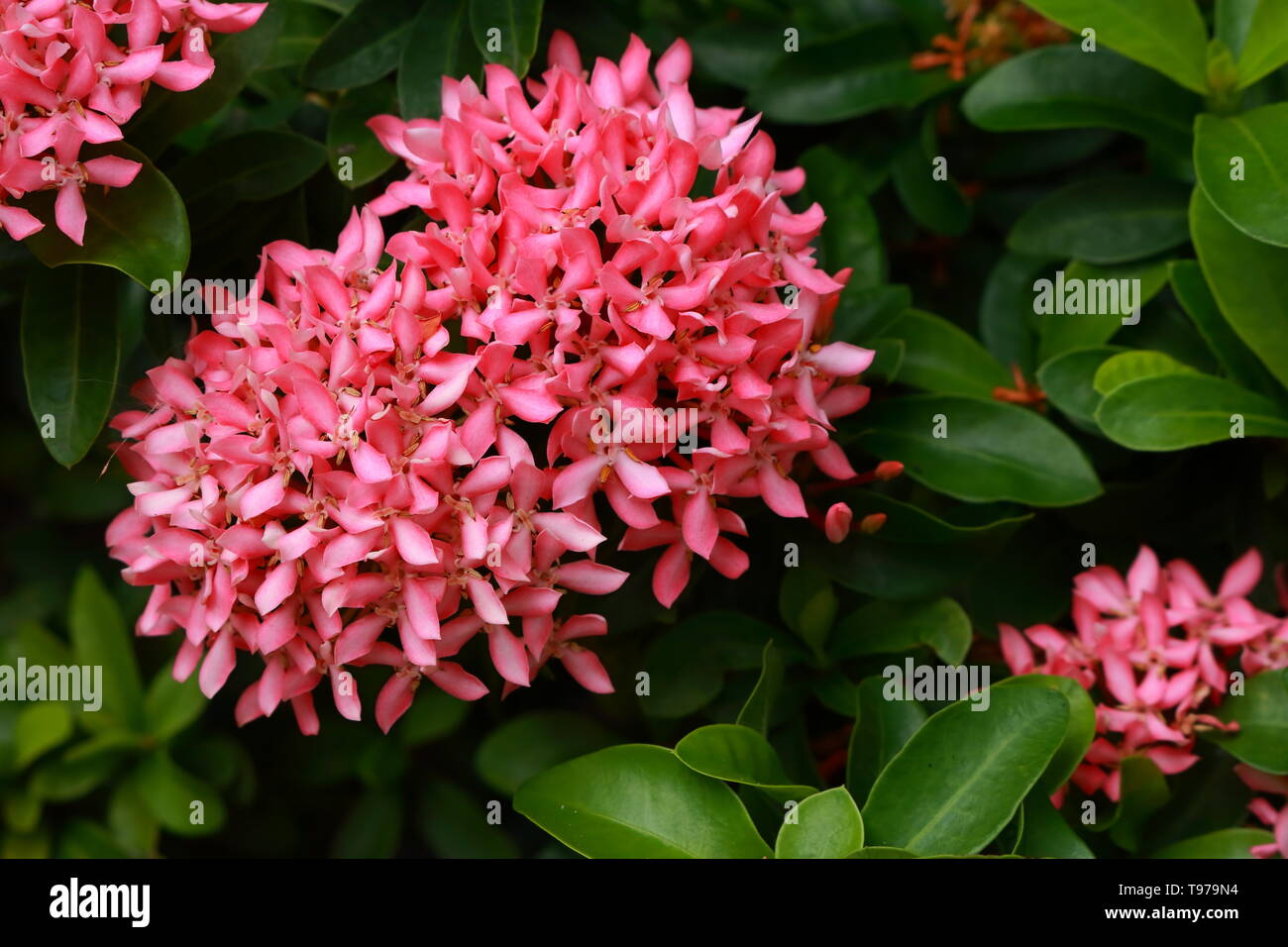 Closeup of beautiful shape of pink ixora or spike flowers blooming in garden Stock Photo