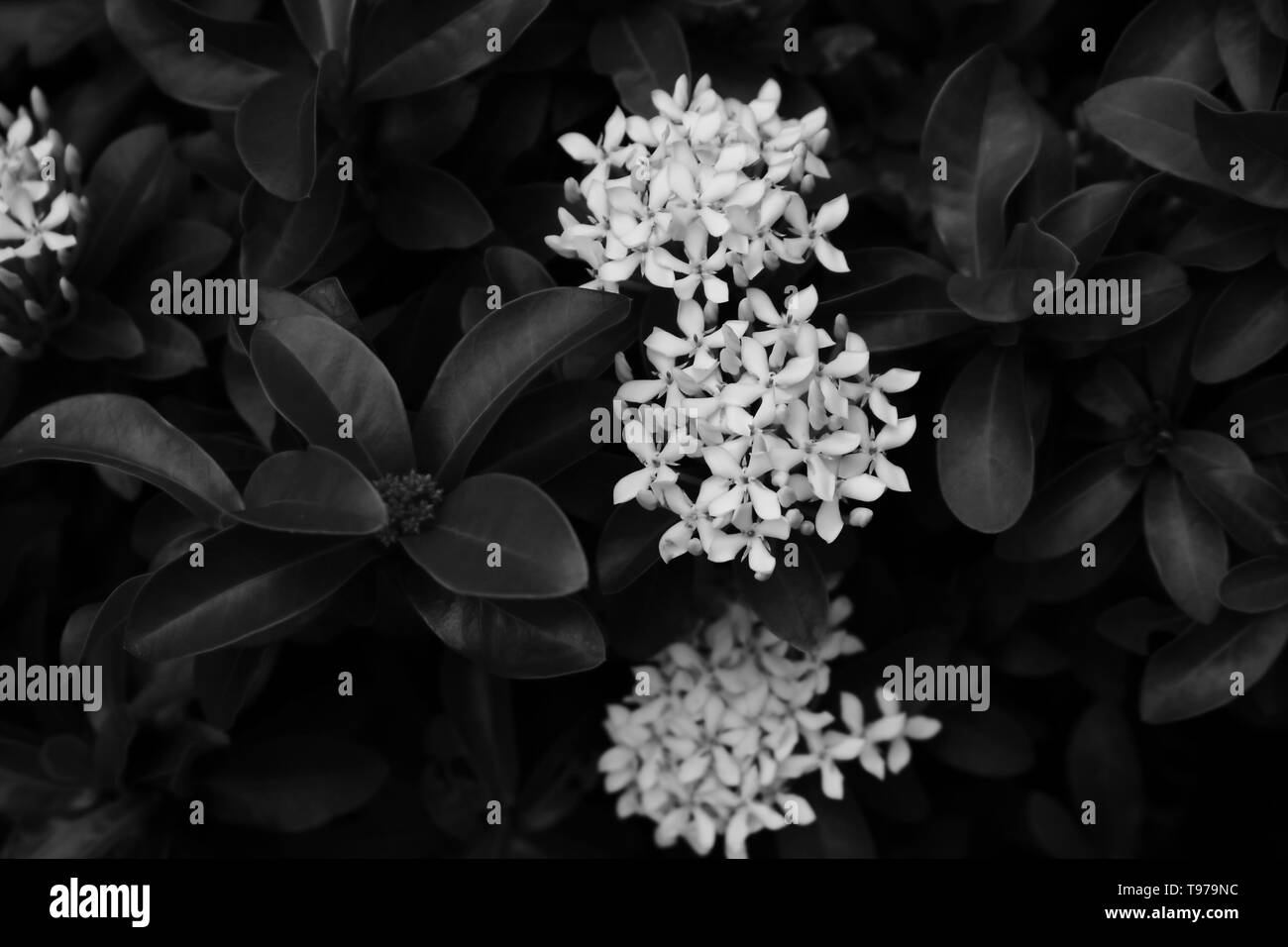 Beautiful pattern of blooming white ixora, selective focus, monochrome Stock Photo