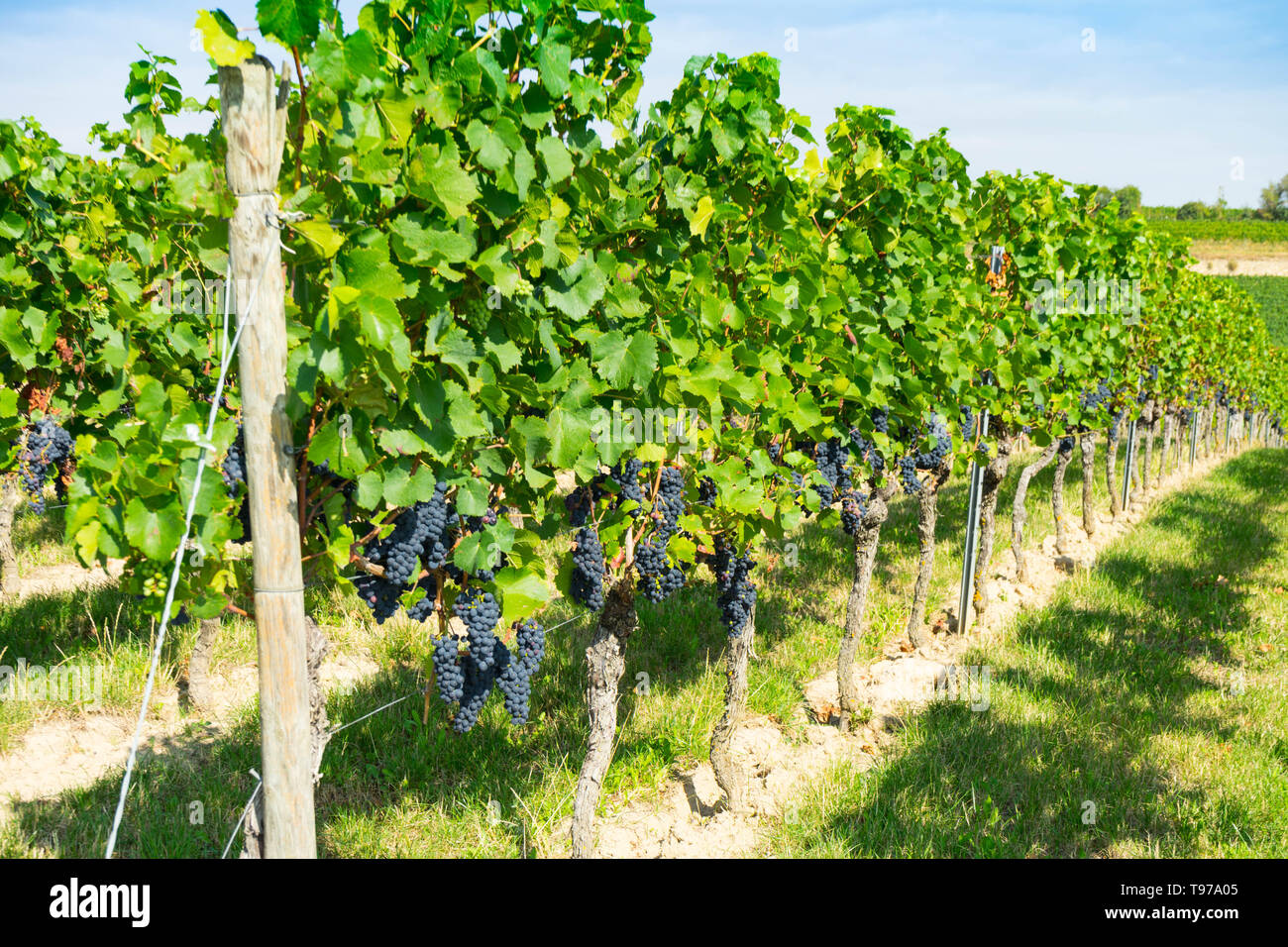 Grape trellis hires stock photography and images Alamy