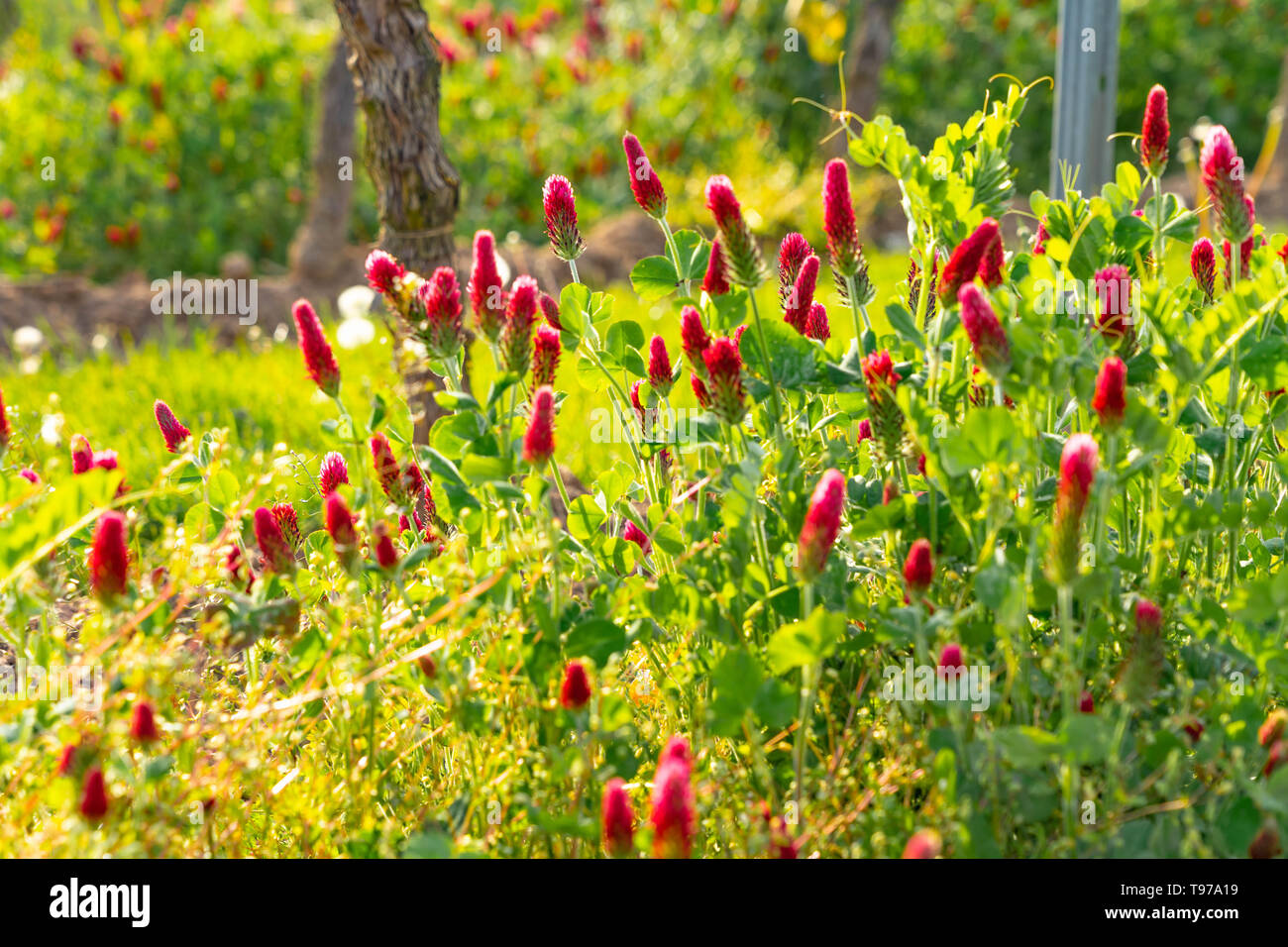 Crimson Clover (Trifolium incarnatum) blossom between vines organic viticulture in rheinhessen, rhineland-palatinate in spring Stock Photo