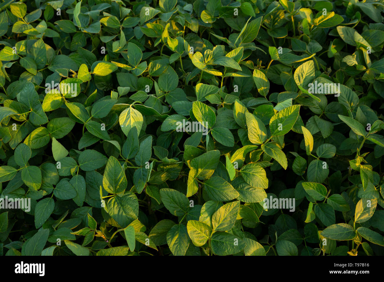Young plants soybean close hi-res stock photography and images - Alamy