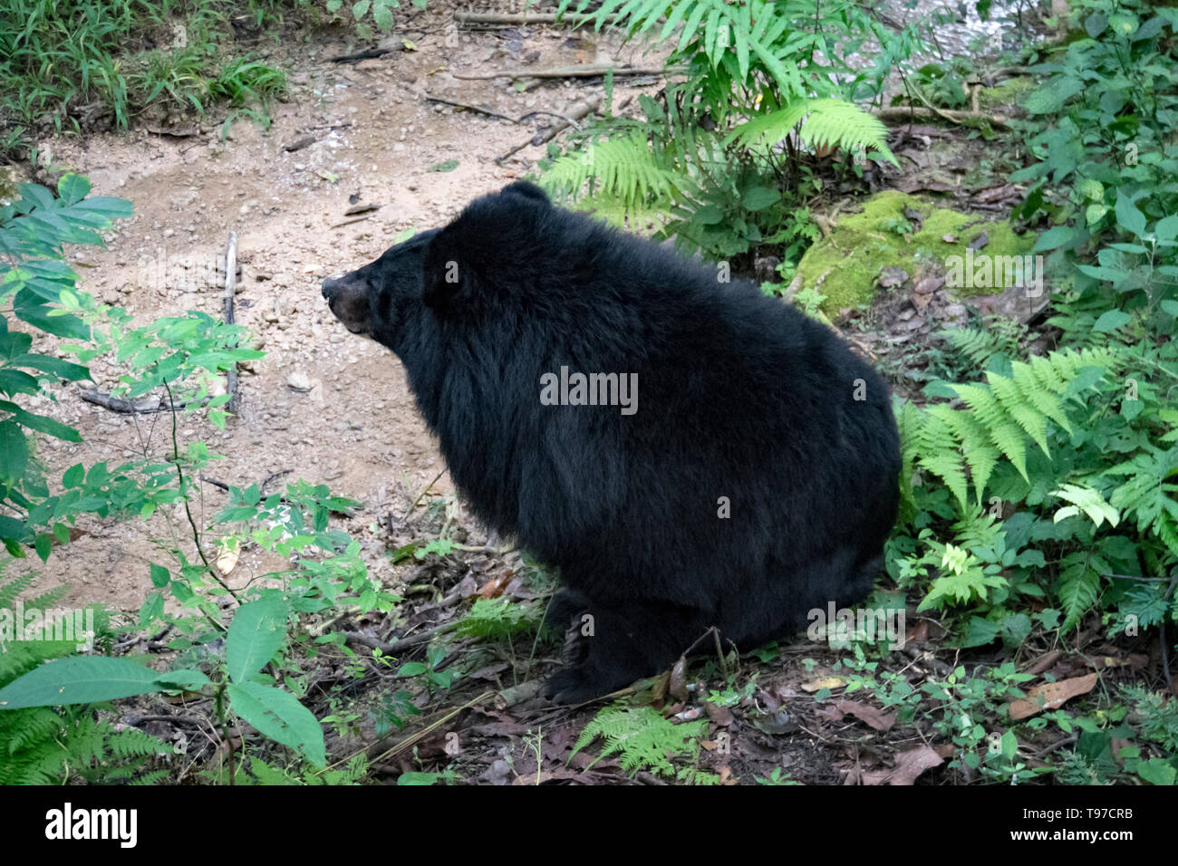 Asian black bear Ursus thibetanus also known as the moon bear and the white-chested bear relaxing in the zoo Stock Photo