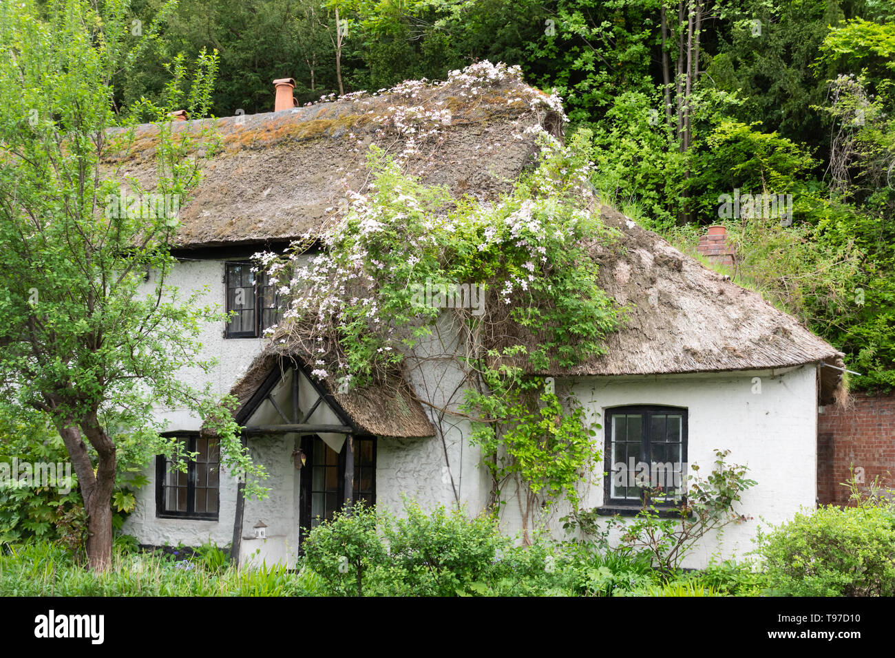 Pretty thatched cottage covered with flowering clematis in Pangbourne in Berkshire, UK, during May Stock Photo