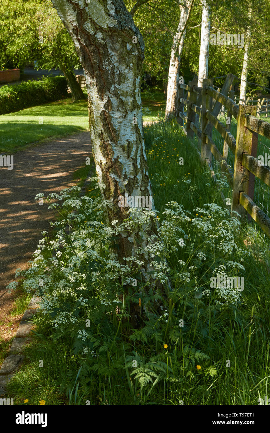 White Cow Parsley plants in flower in the late spring sunshine near