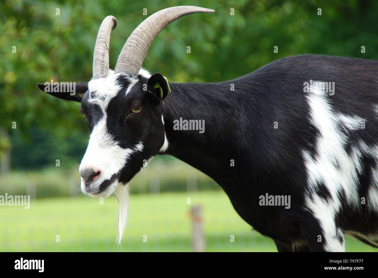 Curious common goat with goatee. Stock Photo