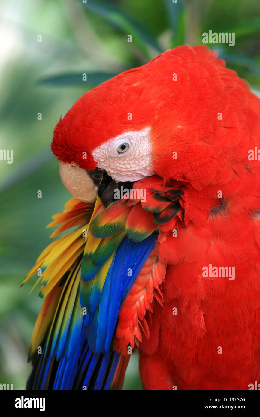 Big red blue parrot in mexican Stock Photo