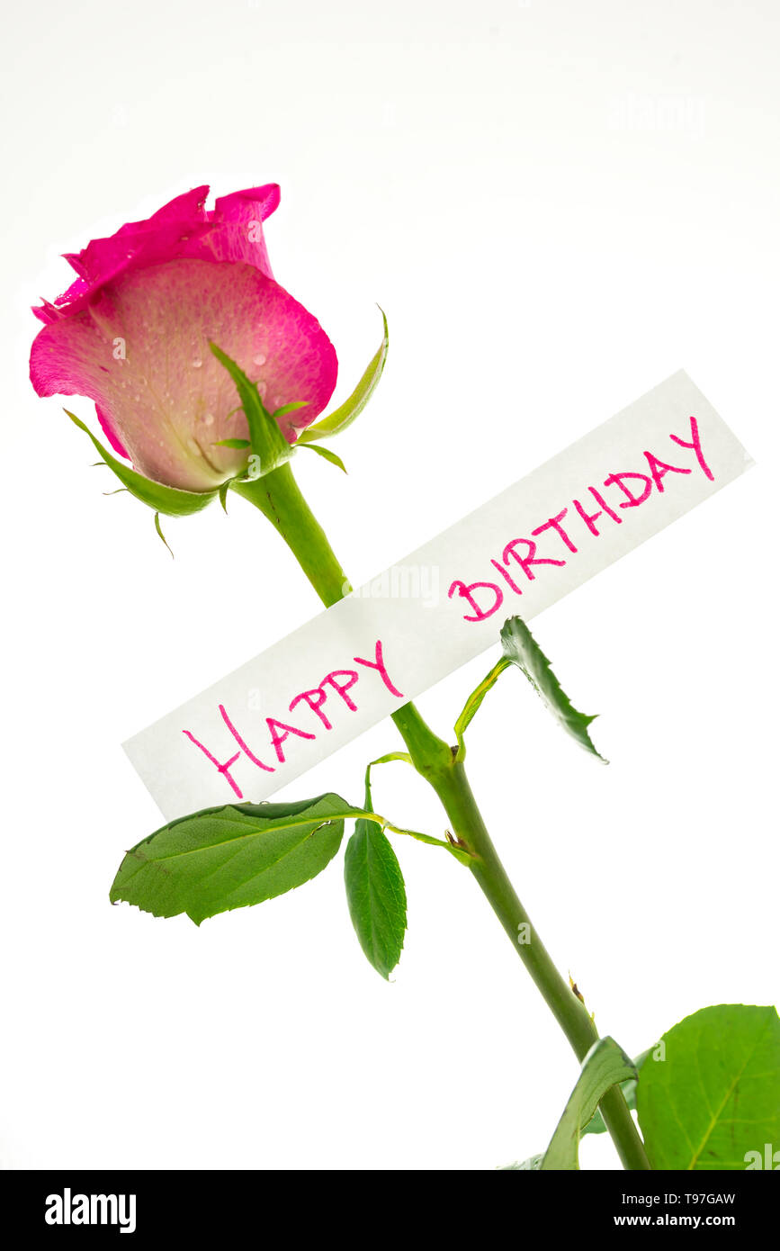 Happy birthday card attached on beautiful pink rose. Isolated over white  background Stock Photo - Alamy