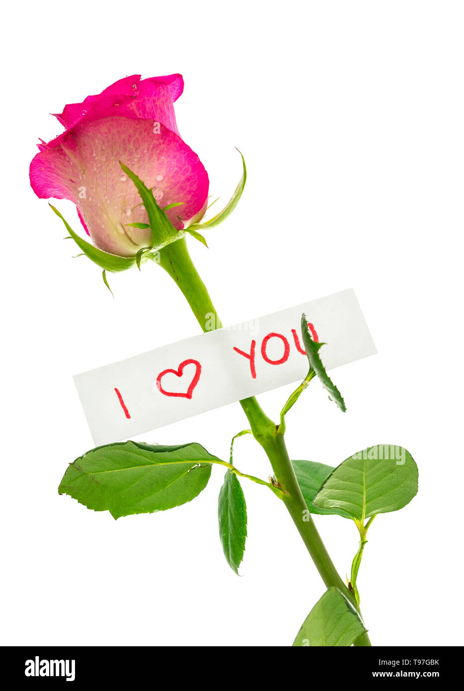 Love rose hi-res stock photography and images - Alamy