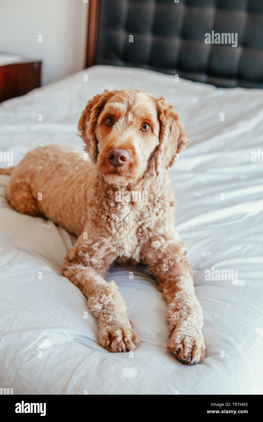 red haired poodle