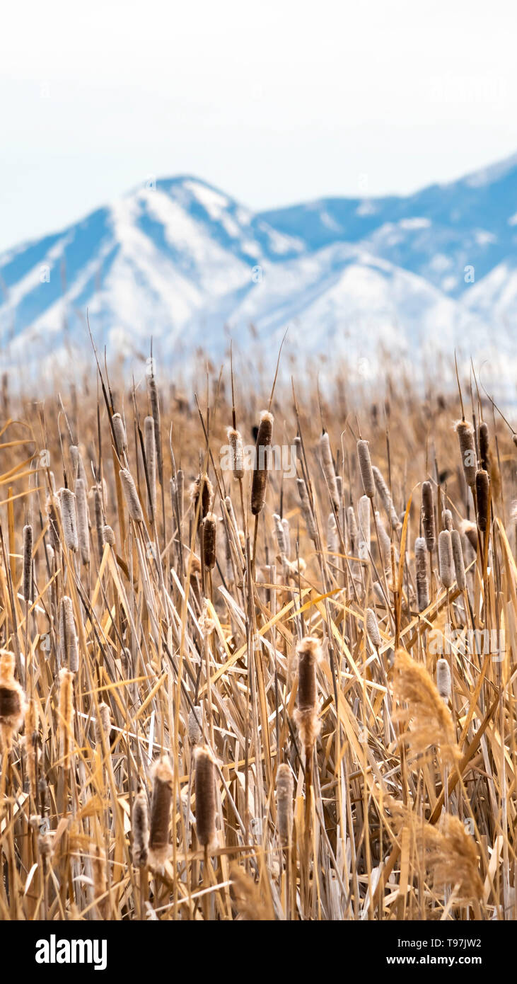 Vertical Tall brown grasses on a vast terrain viewed on a sunny winter day Stock Photo