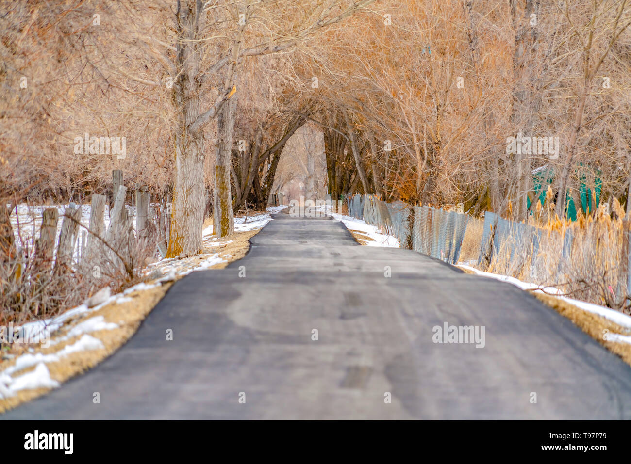 View of road under tree canopy hi-res stock photography and images - Alamy