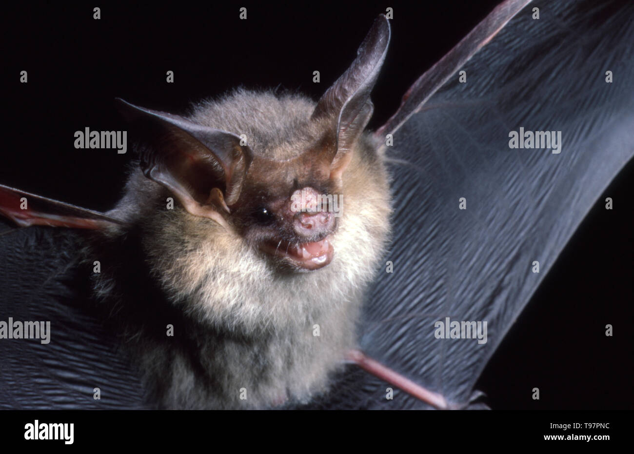 Gould's long-eared bat, species Nyctophilus gouldi, is a microbat found in southern regions of Australia. Stock Photo