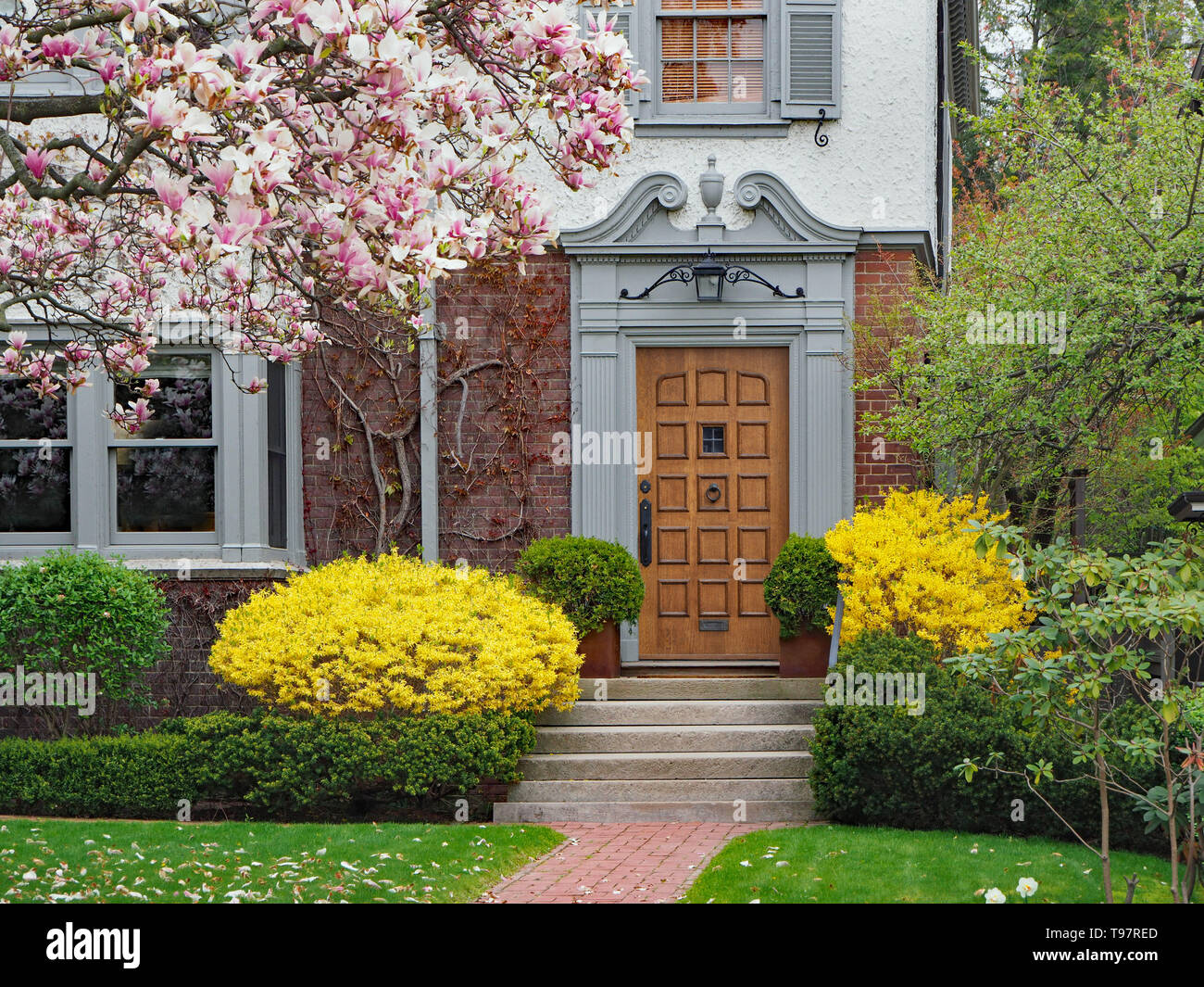 Elegant wooden front door of house with magnolia tree and forsythia bushes in bloom Stock Photo